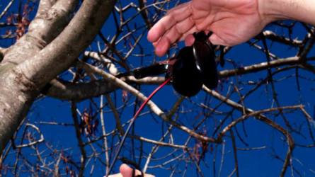 Embolisme por soleá