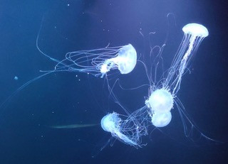 Pràctiques tentaculars. Fotografia d'Elida Dorta