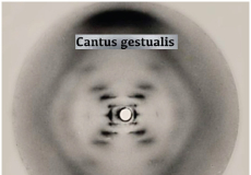 Projecte "Cantus gestualis", de Ça Marche, guanyador del Premi Adrià Gual 2021
