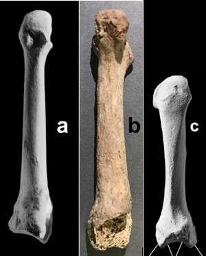 Vista plantar metatarsià 2n humà (a); de l'exemplar de Calderón de la Barca (b) i vista de metacarpià 2n de mà per comparació (c)