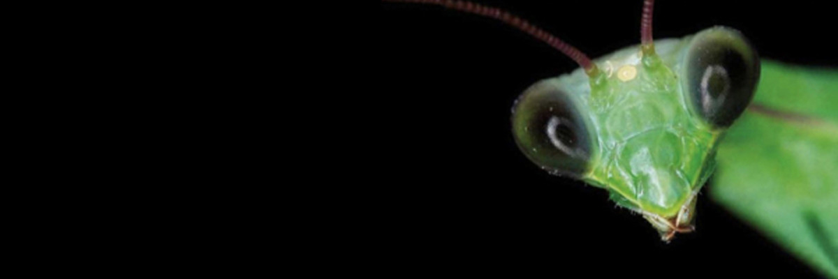 Portada 2010 Scanner